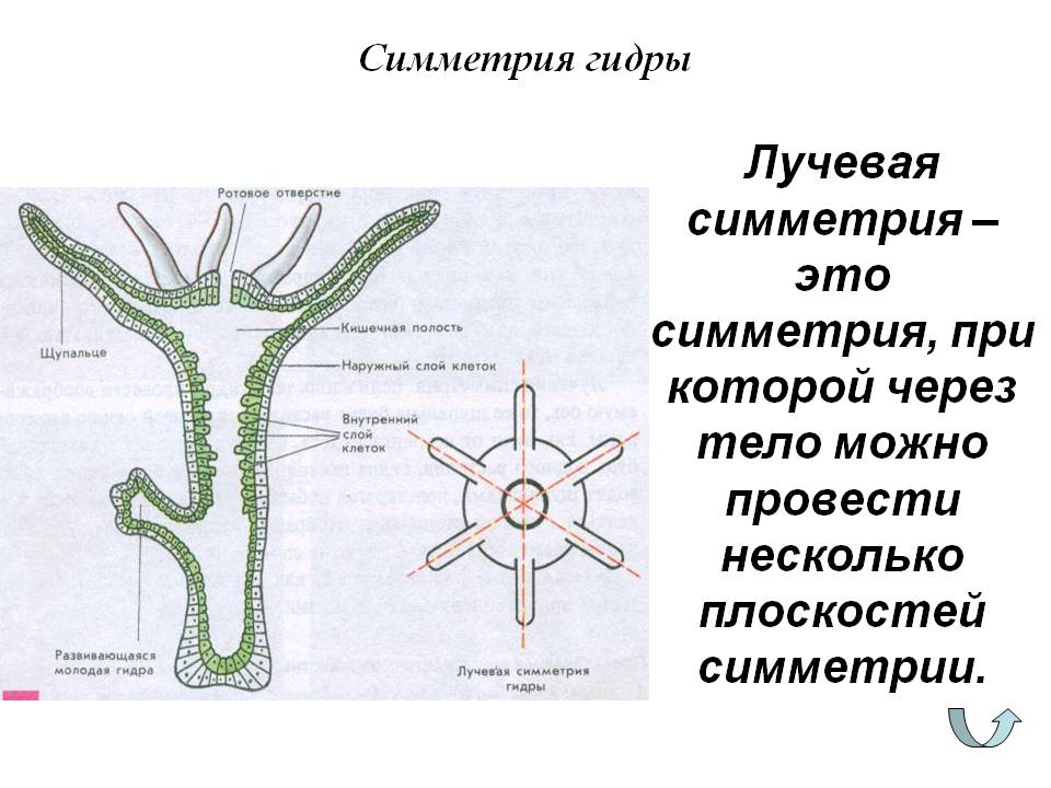 Блэк спрут ссылки blacksprut adress com