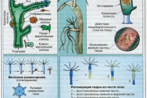 Как зайти на сайт blacksprut bs2webes net