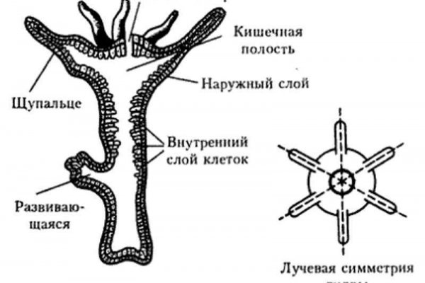 Альтернатива гидре blacksprut adress com