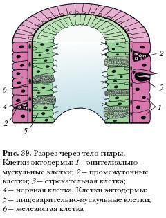 Блэк спрут оригинальная ссылка